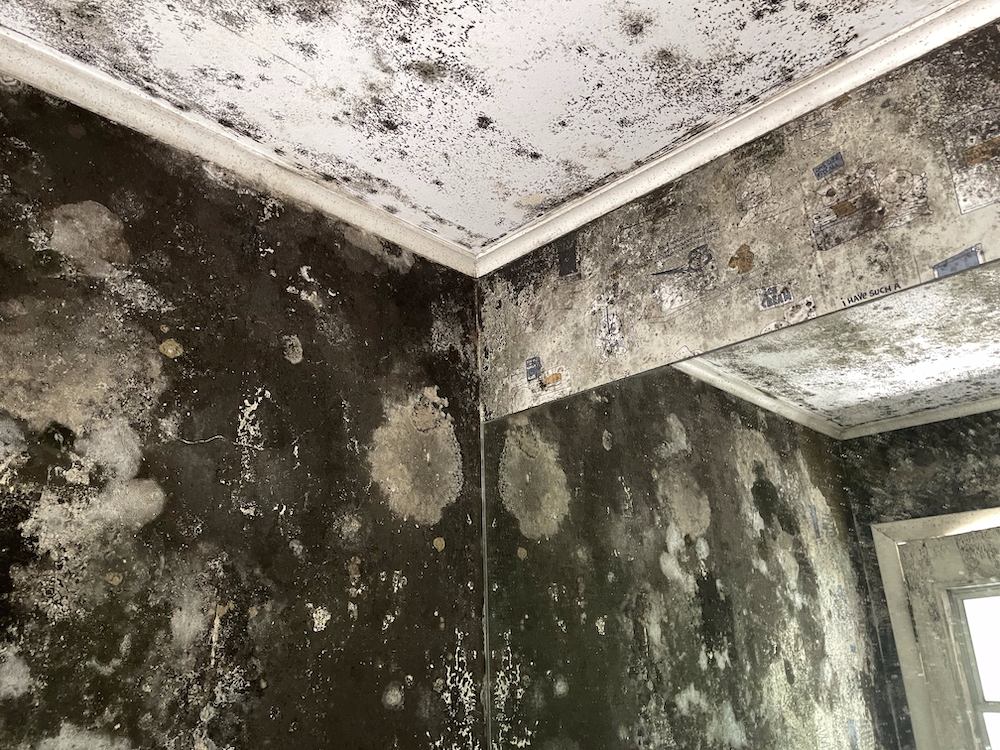 House Mold