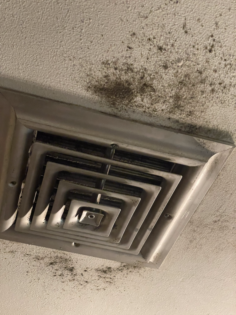 Mold Removal