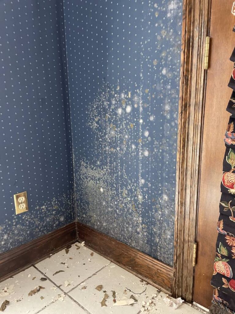 Mold Removal Services