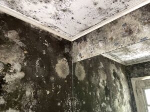 Mold Removal Service