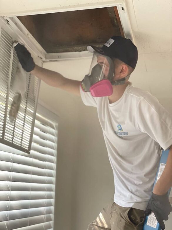 Mold Removal Company - Mold Solutions