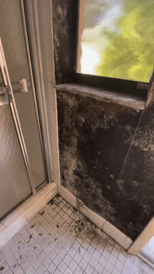 Black Mold Removal Cost Mold Solutions