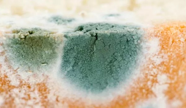 10 Most Common Types of Mold Found in Homes: Where, Why, and How to Treat