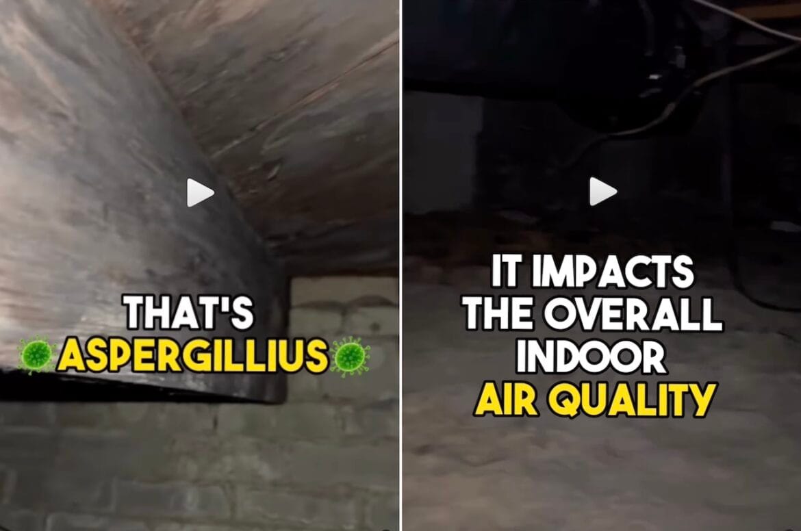 mold in crawl space mold solutions tampa