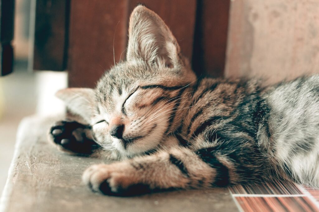 happy cat in the sun sleeping indoors