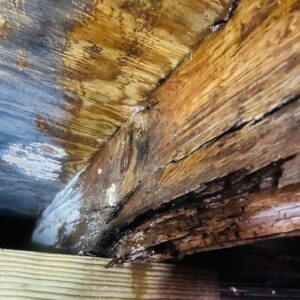 Mold in a crawlspace, clearwater