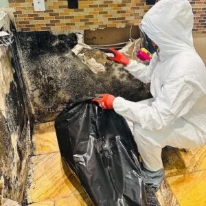 mold-solutions-clearwater-4
