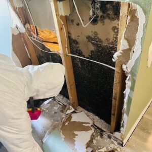 mold-solutions-clearwater-5