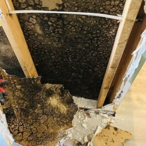 mold-solutions-clearwater-6
