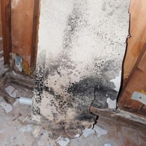 mold-solutions-clearwater-8