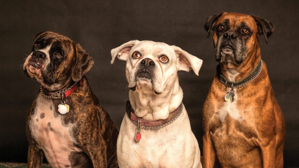 Three dogs looking cute