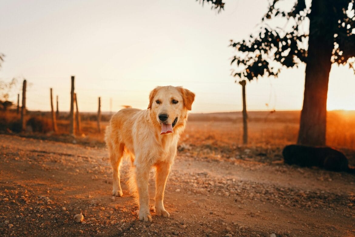 mold-detection-dog-stock-pexels-wildlittlethingsphoto-1959055 (1)
