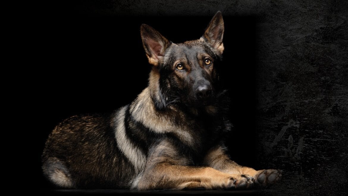 Aspen is a K9 Mold Detection and Inspection dog, only at Mold Solutions Tampa Bay.