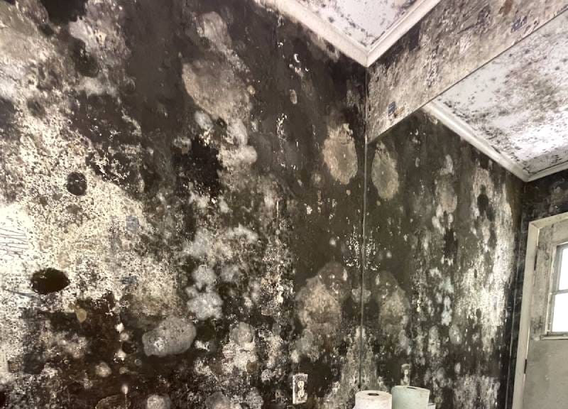 black-mold-IMG_4143-2